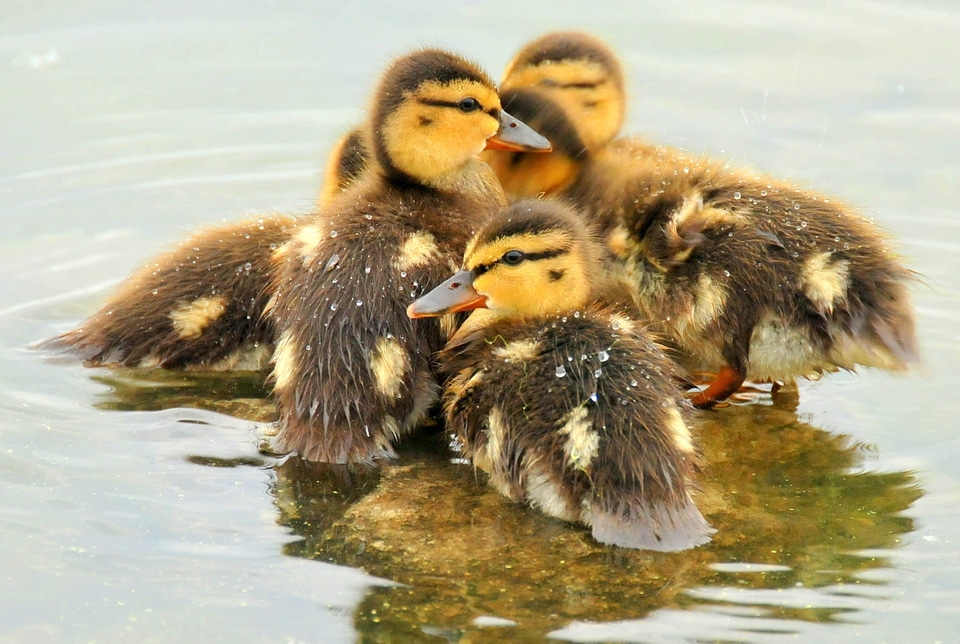 Babies wildlife nature