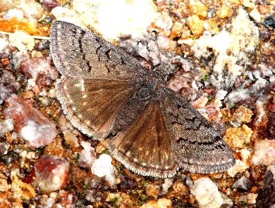 DUSKYWING, SLEEPY (Erynnis brizo) (3-31-13) red mountain road, s of patagonia, sco, az  (2)