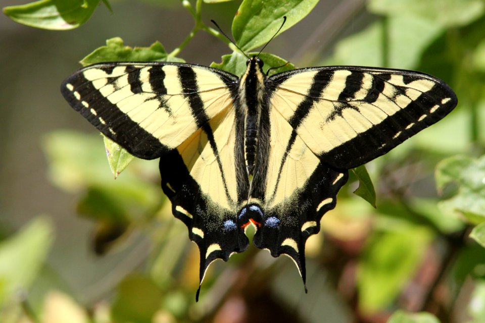 SWALLOWTAIL, WESTERN TIGER (Papilio rutulus) (7-23-09) cerro alto cg road, slo co, ca  (1)