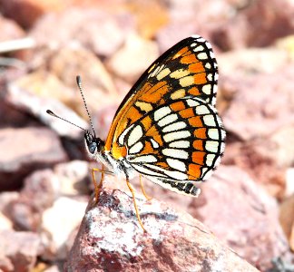 CHECKERSPOT, THEONA (Chlosyne theona) (9-23-11) upper humboldt canyon, patagonia hills, scc, az  (5)