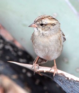 871 - CHIPPING SPARROW (3-20-11) 78 ciculo montana, patagonia lake ranch estates, scc, az  (1)