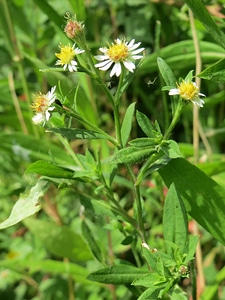Blossom botany plant
