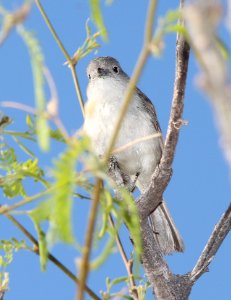 622 -GRAY VIREO (5-5-11) Patagonia Lake , SCC, AZ - (2)