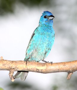 924 - INDIGO BUNTING (8-7-11) patagonia-sonoita creek preserve, scc, az - (3)