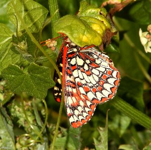 CHECKERSPOT, VARIABLE (euphydryas chalcedona) (4-30-09) coon ck, mdo st park, slo co, ca (3)