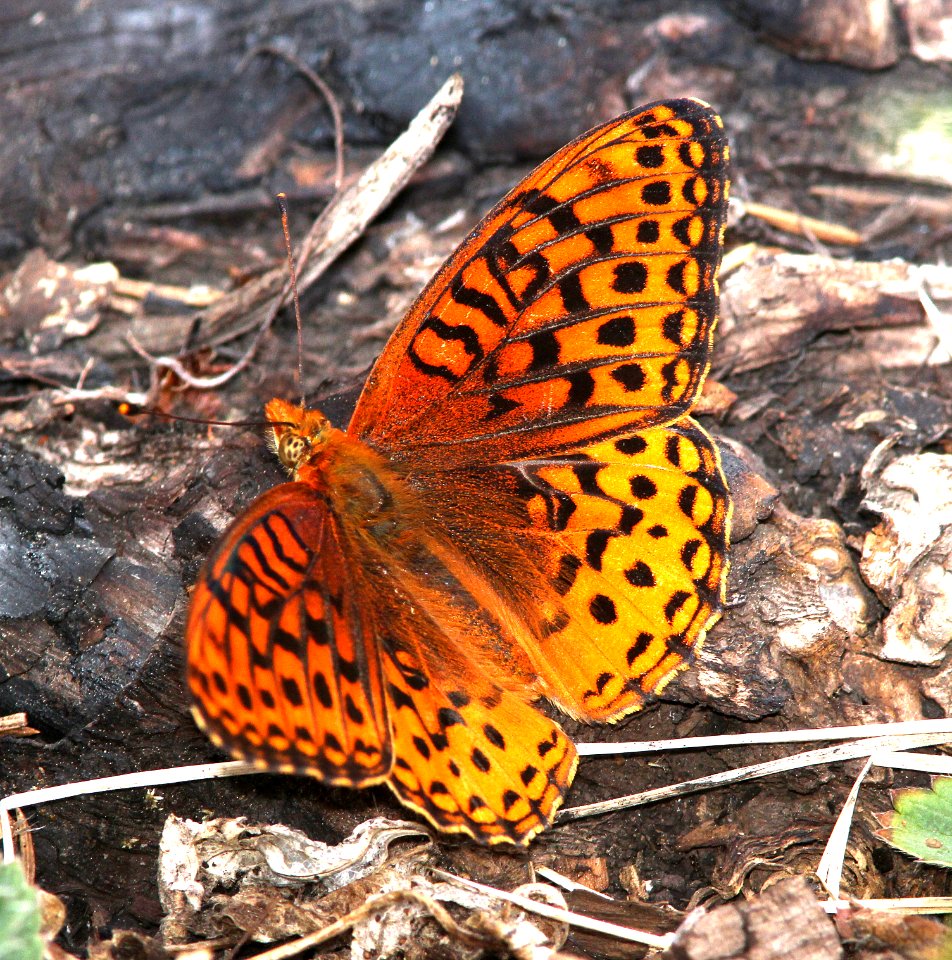 FRITILLARY, WHITE MOUNTAINS APHRODITE (Speyeria aphrodite hyblis) (6-14-13) 8500 ft, alpine divide c g, 4 m south of alpine, apache co, az   (3)