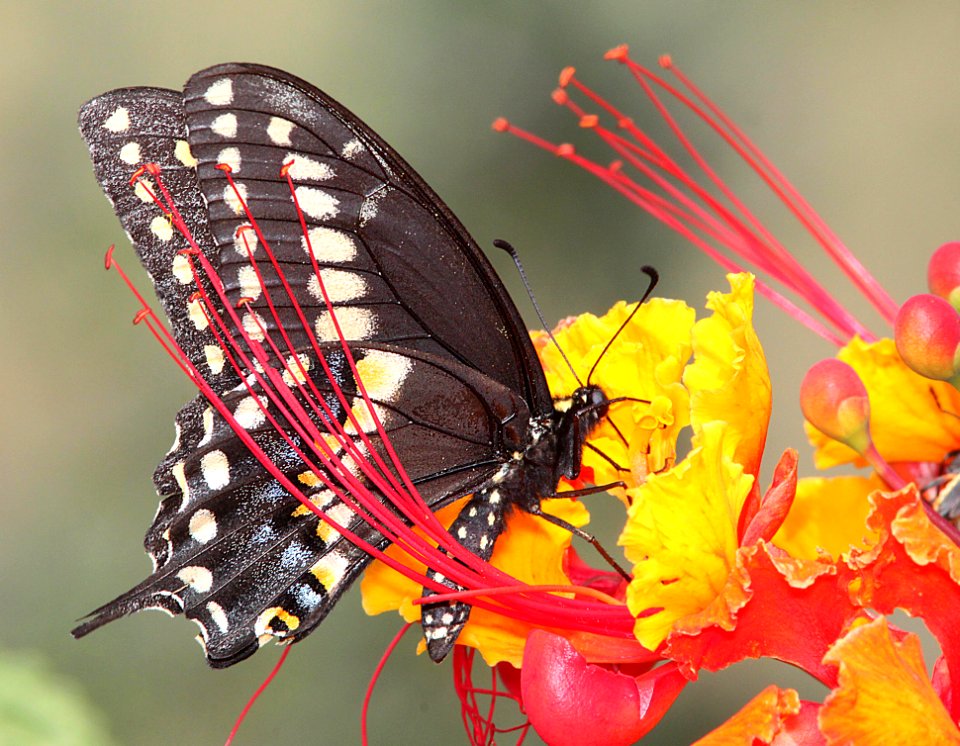 SWALLOWTAIL, BLACK (Papilio polyxenes) (9-8-11) male, 78 circulo montana, patagonia lake ranch estates, scc, az