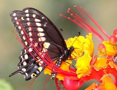 SWALLOWTAIL, BLACK (Papilio polyxenes) (9-8-11) male, 78 circulo montana, patagonia lake ranch estates, scc, az