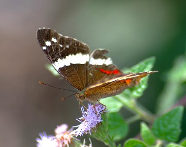 PEACOCK, BANDED (Anartia fatima) (1-10-09) weslaco, tx  (2)