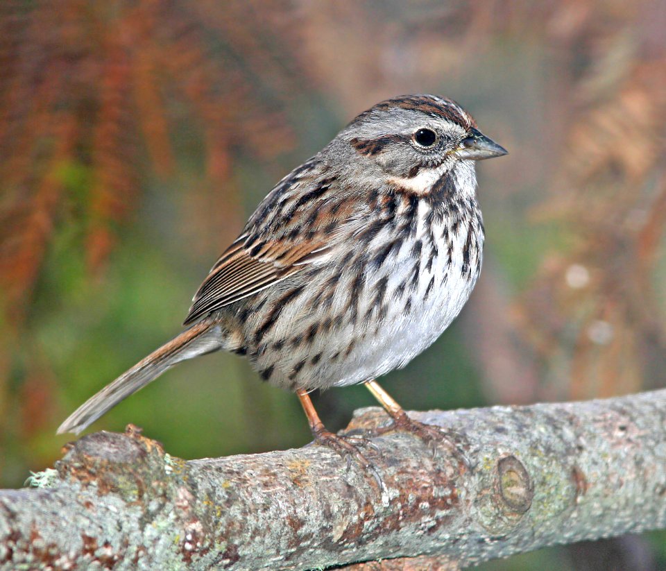 892 - SONG SPARROW (2-1-07) canet rd, lo co, ca (1)