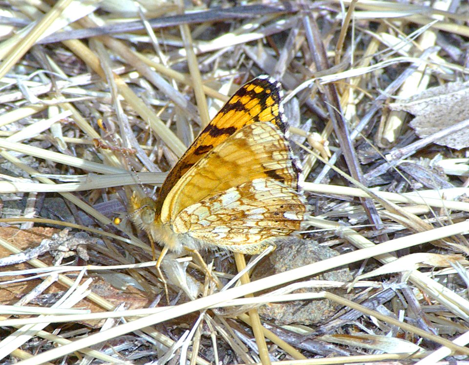 CRESCENT, MYLITTA (phyciodes mylitta) (10-1-07) canet rd, morro bay, slo co, ca (2)