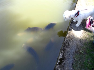 Hello Dog. Hello Fish