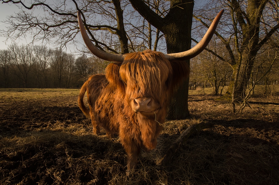 Nature highland hairy