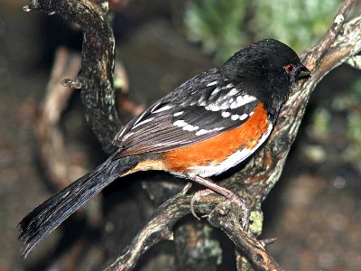 860 - SPOTTED TOWHEE (2-01-07) canet rd, slo co, ca