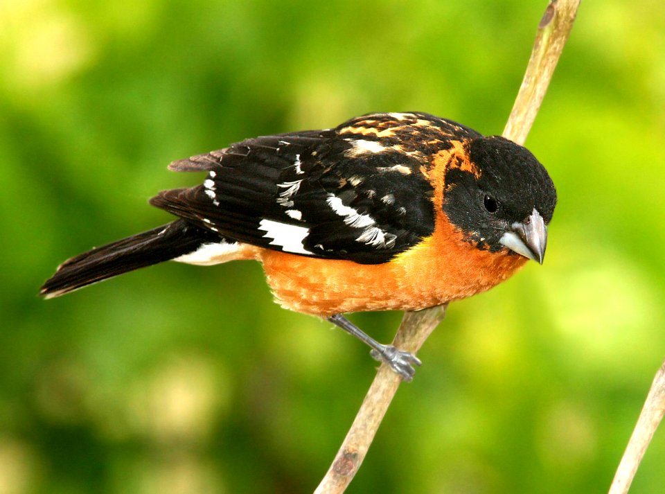 920 - BLACK-HEADED GROSBEAK (5-25-09) canet rd, slo co, ca (1)