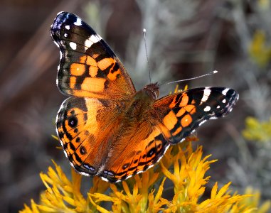 LADY, AMERICAN (Vanessa virginiensis) (11-2-12) harshaw road rabbitbrush, patagonia, scc, az  (2)
