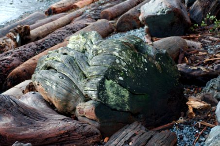Sea Stump photo
