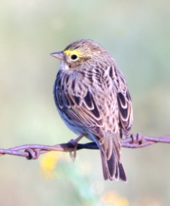883 - SAVANNAH SPARROW (4-20-08) carrizo plain, slo co, ca (8)