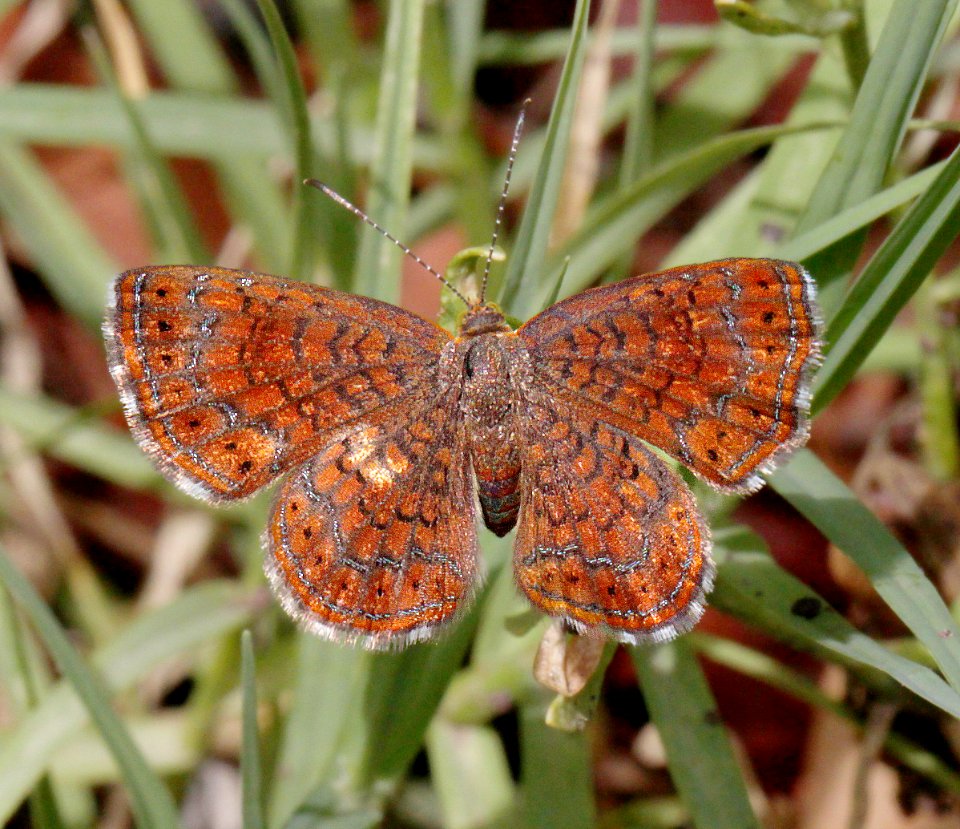 METALMARK, ARIZONA (Calephelis arizonensis) (7-22-12) upper thumb rock picnic area, pena blanca lake, scc, az