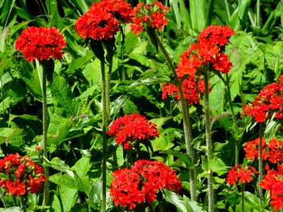 Walmer Castle Gardens
