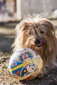 Ball tongue wuschelig