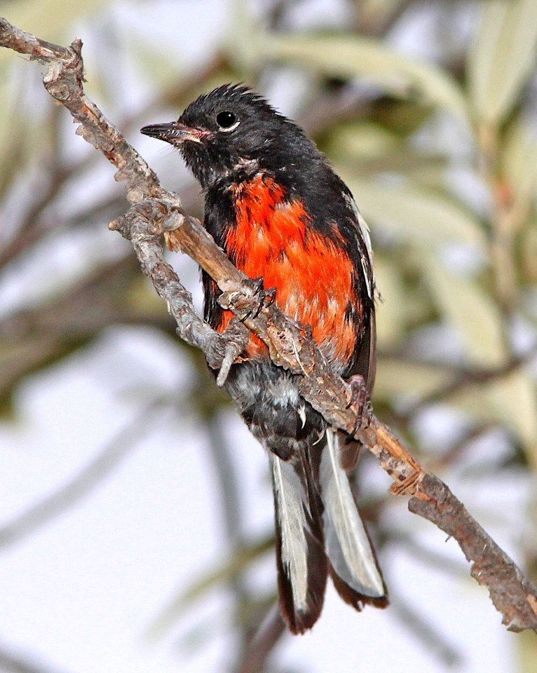 850 - PAINTED REDSTART (7-19-11) humboldt cyn, scc,az -01