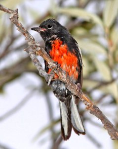 850 - PAINTED REDSTART (7-19-11) humboldt cyn, scc,az -01