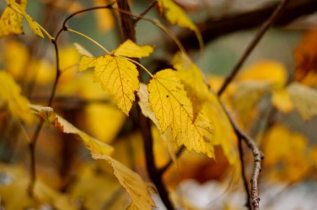 Alder in the fall