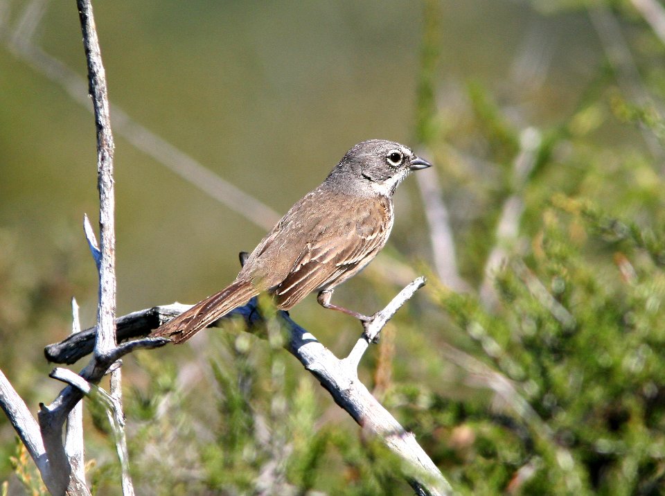 881a- BELL'S SPARROW (belli) (4-19-09) cerro alto, slo co, ca