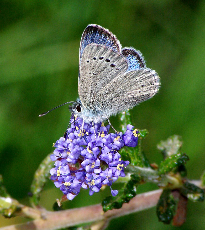 BLUE, SILVERY (glaucopsyche lygdamus) (4-6-07) cerro alto, slo co, ca (1)