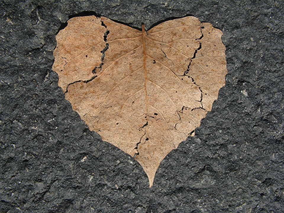 Shape leaf autumn