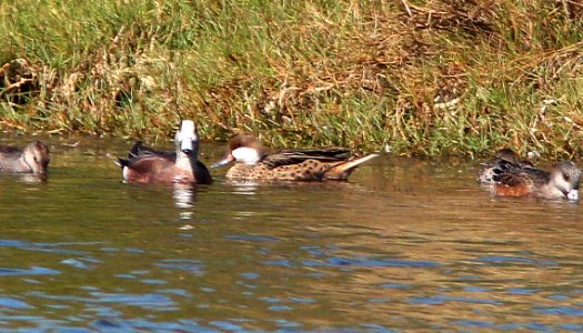 035 - WHITE-CHEEKED PINTAIL (2-20-13) pelican island nat wildlife refuge, indian river co, fl -01