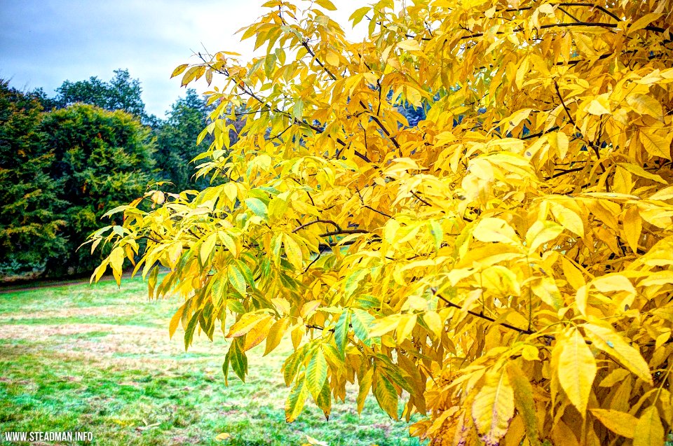 Winkworth Arboretum
