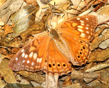 EMPEROR, TAWNY (Asterocampa clyton) (4-18-12) national butterfly center, mission, tx
