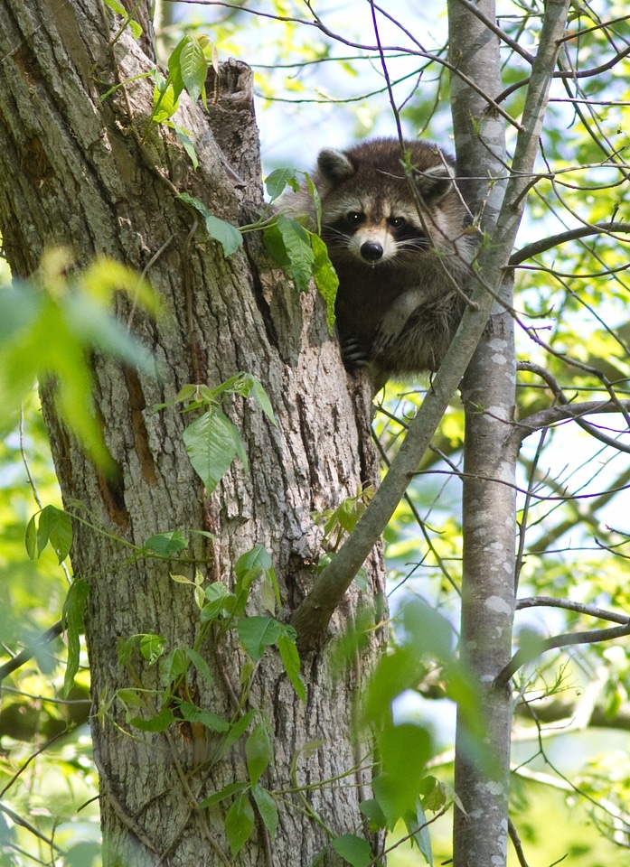 Cute wildlife nature
