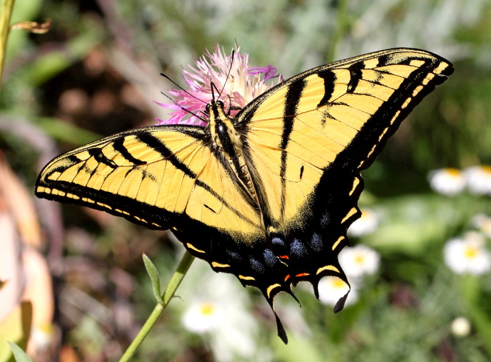 SWALLOWTAIL, TWO-TAILED (Papilio multicaudata) (10-3-11) garden canyon, huachuca mts, cochise co, az  (2)