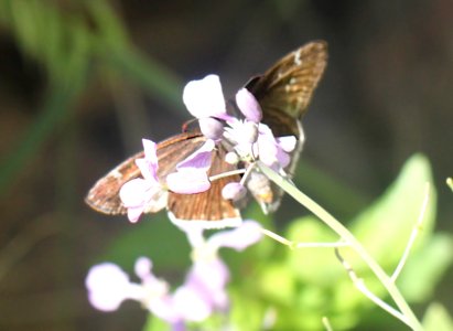 DUSKYWING, JUVENAL'S (Erynnis juvenalis) (8-6-12) harshaw road, patagonia mts, scc, az  (2)