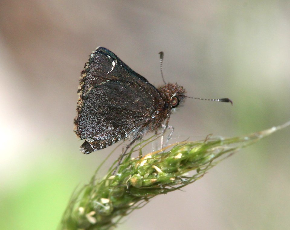 ROADSIDE-SKIPPER, COMMON (Amblyscrites vialis) (6-17-12) cook and green pass area, siskiyou co, ca  (1)