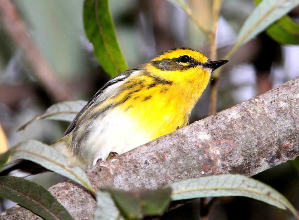840 - TOWNSEND'S WARBLER (10-12-09) oceano c g, slo co, ca  (2)