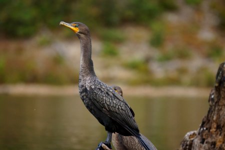 Double Crested Cormorant - Boyd's Md photo
