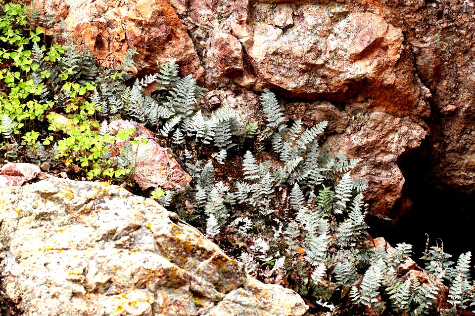 RUBY ROAD AREA, scc, az -015 (7-17-13) alamo side cyn