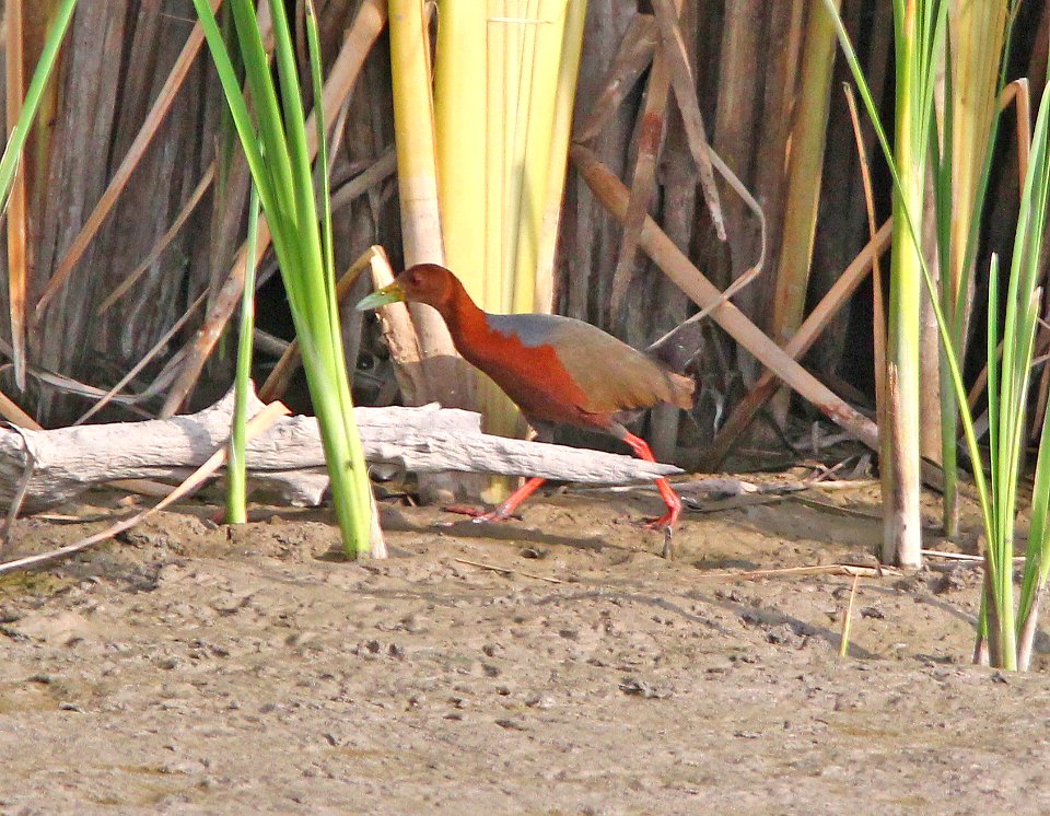 RUFOUS-NECKED WOOD-RAIL (7-8-13) bosque del apache n w r, nm  (10)