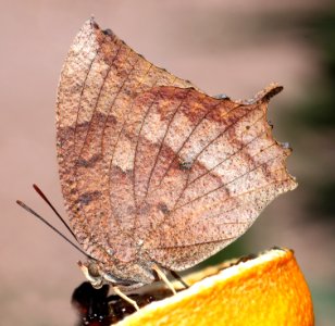 LEAFWING, TROPICAL (Aneae aidea) (9-26-12) (78 circulo montana, patagonia lake ranch estates, scc, az -01