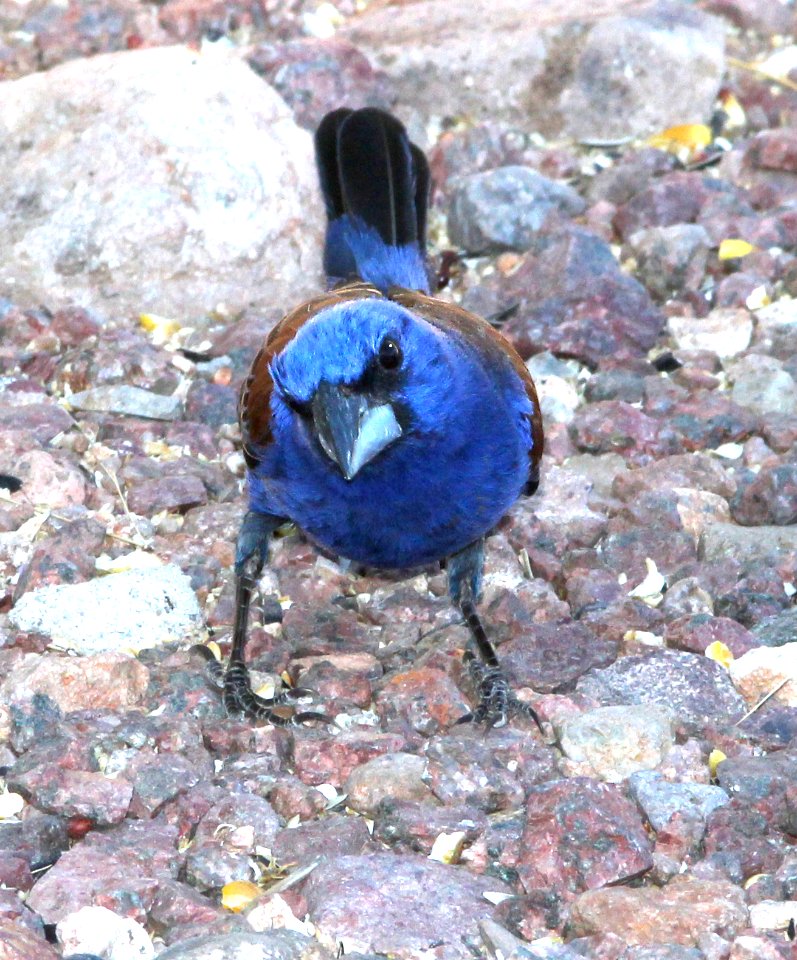 922 - BLUE GROSBEAK  (6-24-13) 78 circulo montana, patagonia lake ranch estates, scc, az -08
