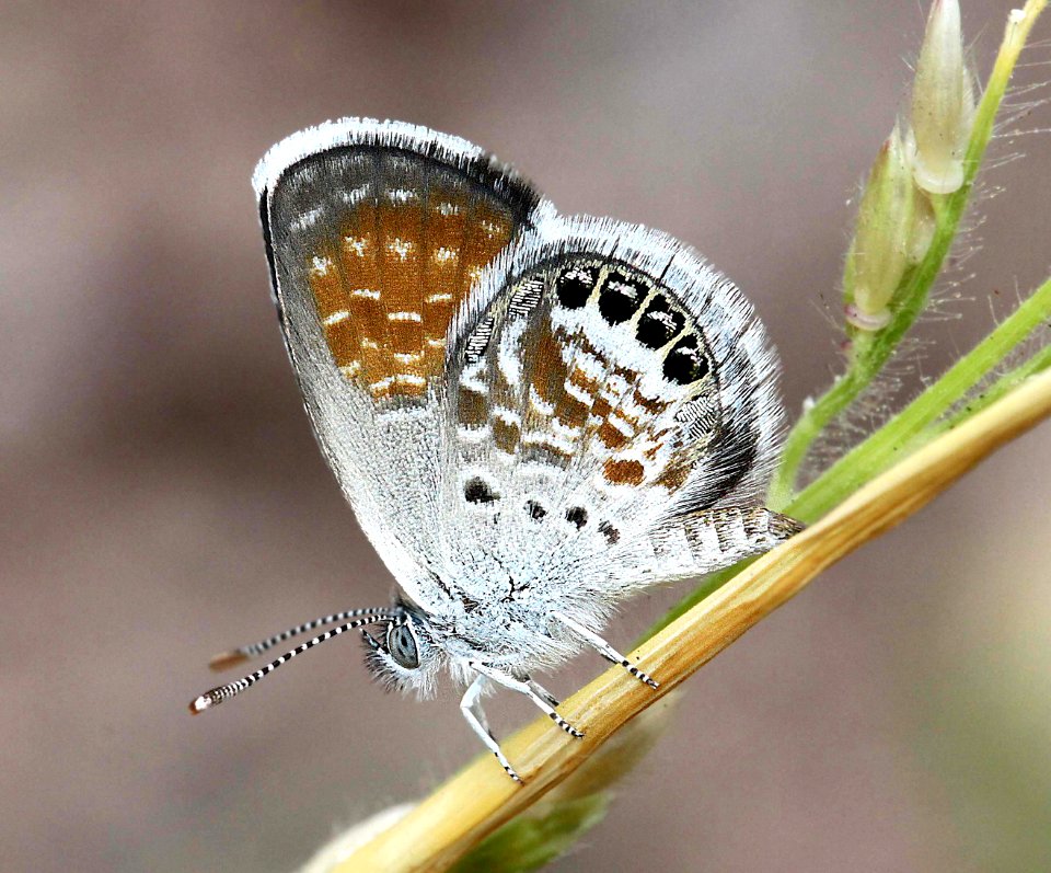 PYGMY-BLUE, WESTERN (Brephidium exile) (9-1-11) pena blanca lake, scc, az