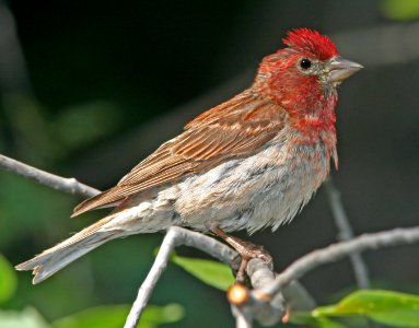 963 - CASSIN'S FINCH (8-2-08) ouray, co   (1)