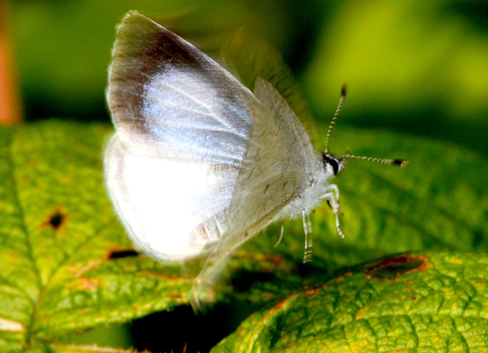 AZURE, SUMMER (ceastrina neglecta) (8-8-09) stonington, maine