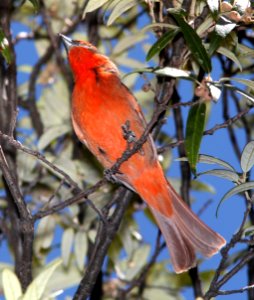 910 - HEPATIC TANAGER (5-1-11) humboldt cyn, scc, az  (4)