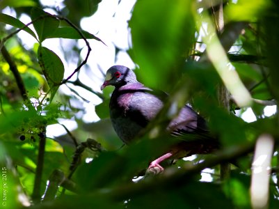 Perdiz Coquito Blanco - Geotrygon leucometopia, White-fronted Quail-Dove.