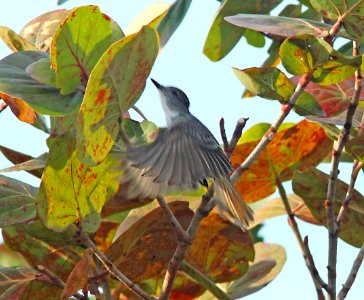 595 - LA SAGRA'S FLYCATCHER (1-21-10) bill baggs state park, key biscayne, fl  (5) - Copy